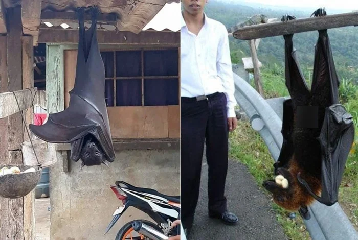 Секрет пищеварения летучих мышей: как работает их организм вниз головой?