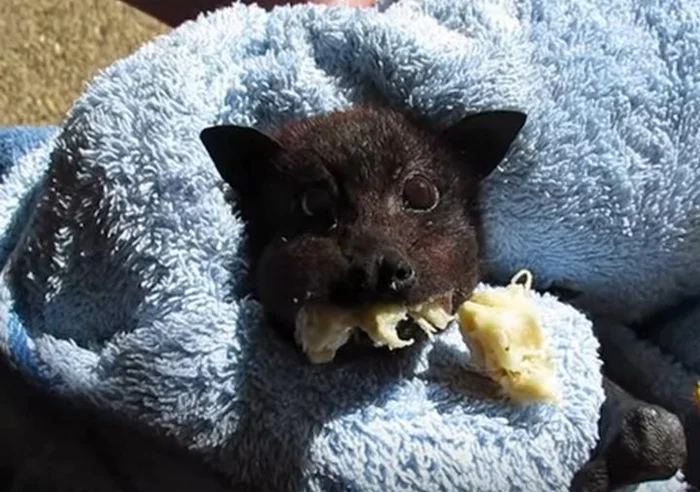 Секрет пищеварения летучих мышей: как работает их организм вниз головой?