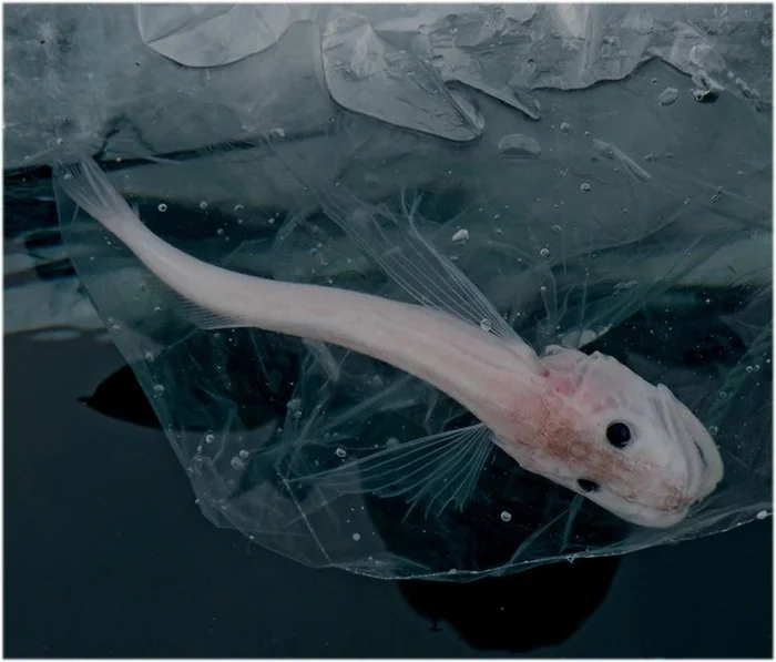 Байкальская голомянка: хищник, без которого озеро не выживет