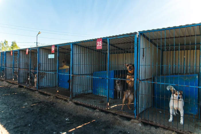 Как помочь настоящему приюту и избежать мошенников в благотворительности