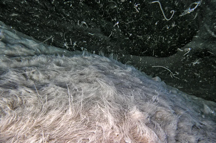 «Мёртвая вода» океана: место, где 99% животных не выживают