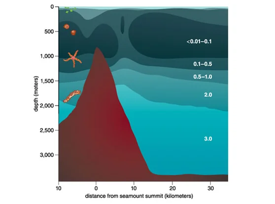 «Мёртвая вода» океана: место, где 99% животных не выживают