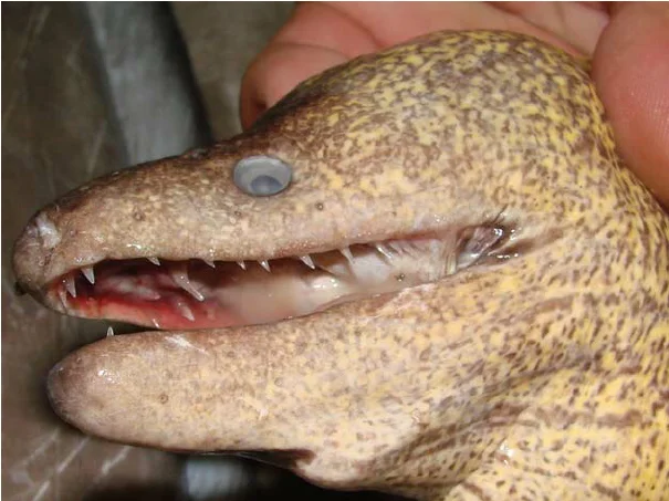 Укус мурены: полгода на заживление и ядовитое мясо в придачу