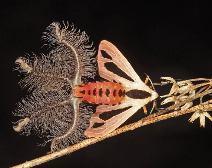 Самая страшная бабочка в мире: тайна волосатых щупалец Креатонотос гандис