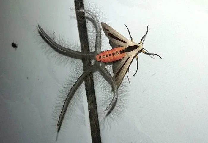 Самая страшная бабочка в мире: тайна волосатых щупалец Креатонотос гандис