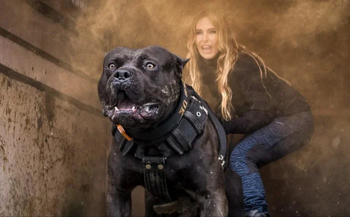 Почему американский булли считается одной из самых опасных собак?