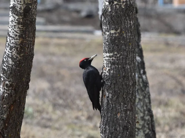 Дятел-желна: разрушитель леса и мастер создания эха