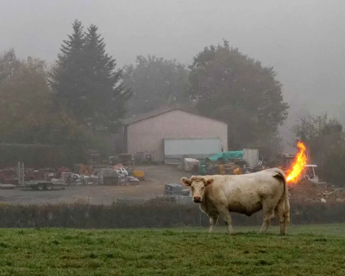 Коровы и метан: реальная угроза или экологический миф?