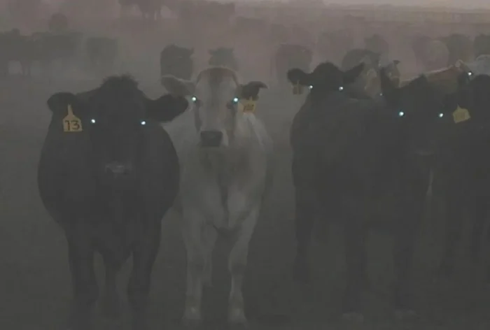 Коровы и метан: реальная угроза или экологический миф?