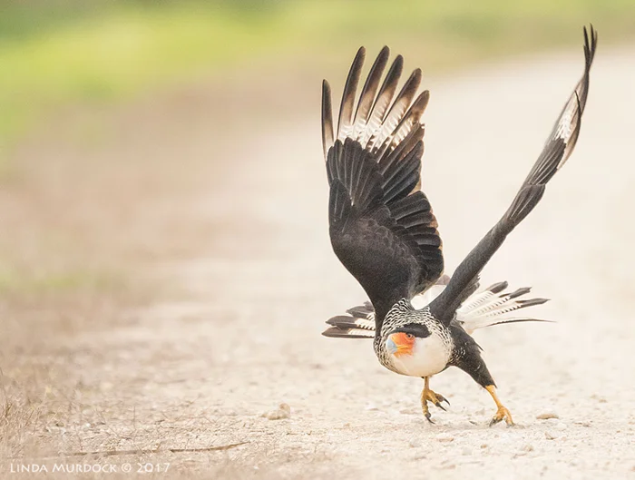 Каракара: соколы, которые меняют крылья на ум