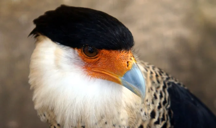 Каракара: соколы, которые меняют крылья на ум