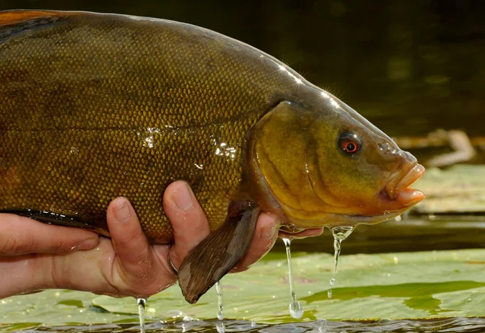 Почему линя прозвали «доктором»? Секреты его целебной слизи