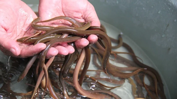 Размножение угрей — загадка, мешающая их разведению