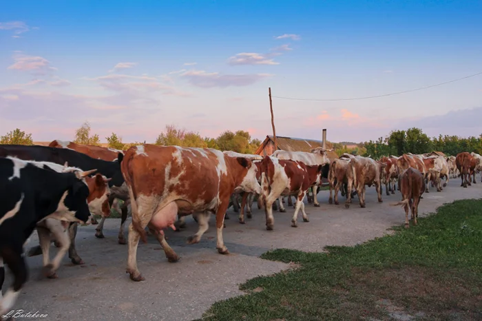 Настоящие Быки: полный разбор всех семи видов