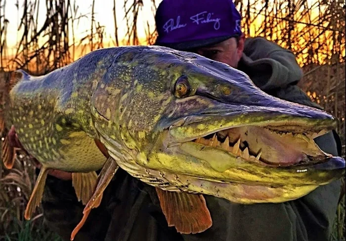 Почему рыбаки называют щуку «мамкой» и «торпедой»? История прозвищ