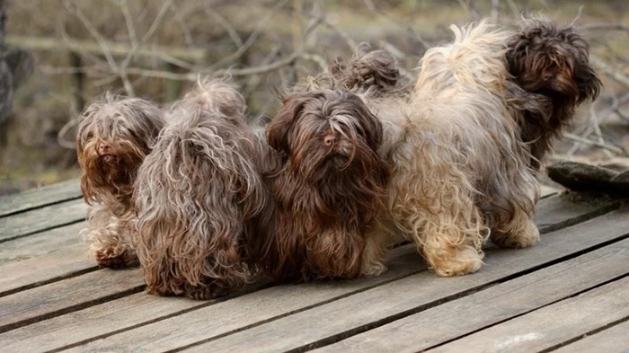 Советская гордость — русская болонка: почему порода на грани забвения?