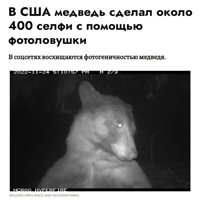 Забавный медведь из США, ставший интернет-звездой