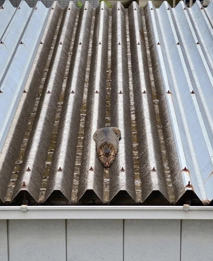 Настоящий мастер кадра