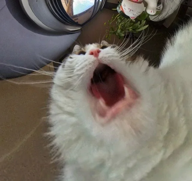 Что увидит камера на миске кота?