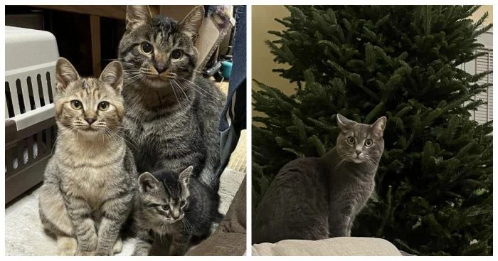 Котики в деле: 25 пушистых героев, блестяще выполнивших свои обязанности