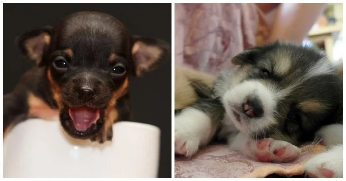 Крохотные пушистики: 28 невероятно милых собак