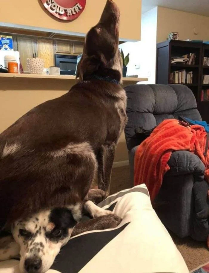 Когда в доме появился ещё один пёс: 16 собак, потерявших покой