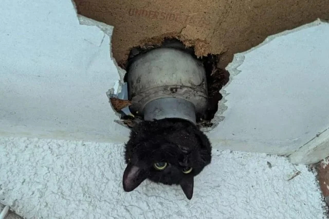 Как кошка Джон, застрявшая в трубе, покорила интернет