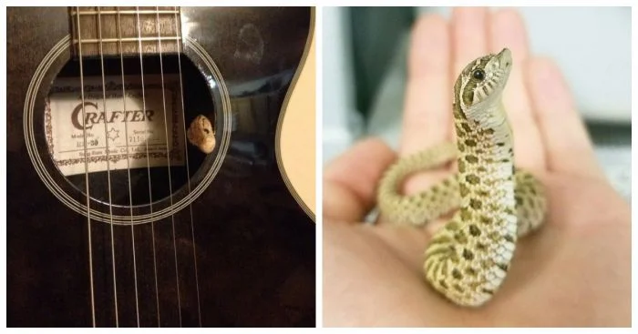 Милота против страхов: 25 миниатюрных змеек, которые завоюют ваше сердце