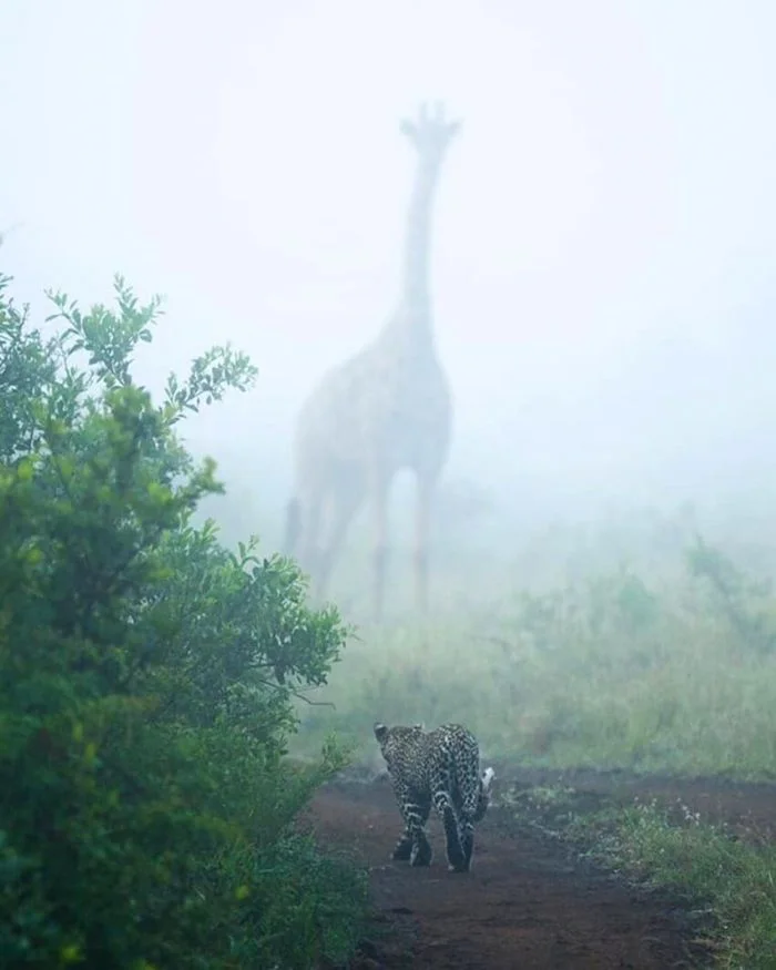 Мощь природы: 14 впечатляющих снимков животных
