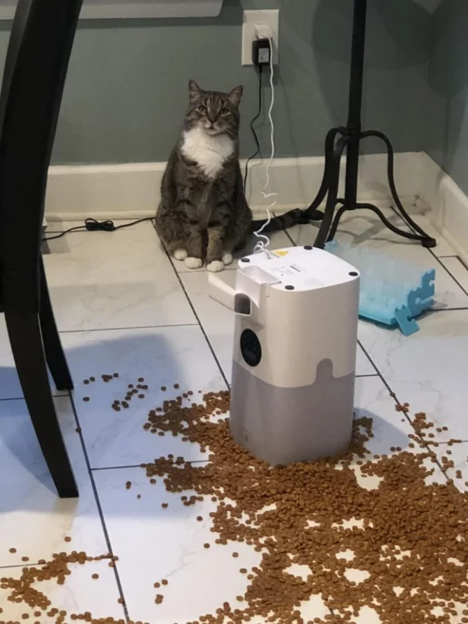 Милые котики, без которых жизнь была бы скучной