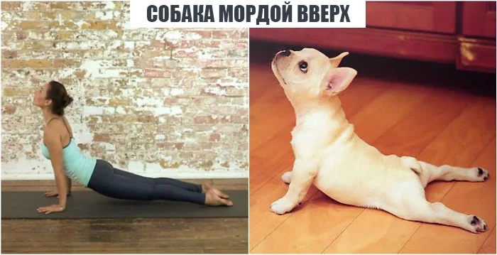 Йога-асанны, продемонстрированные очаровательными животными