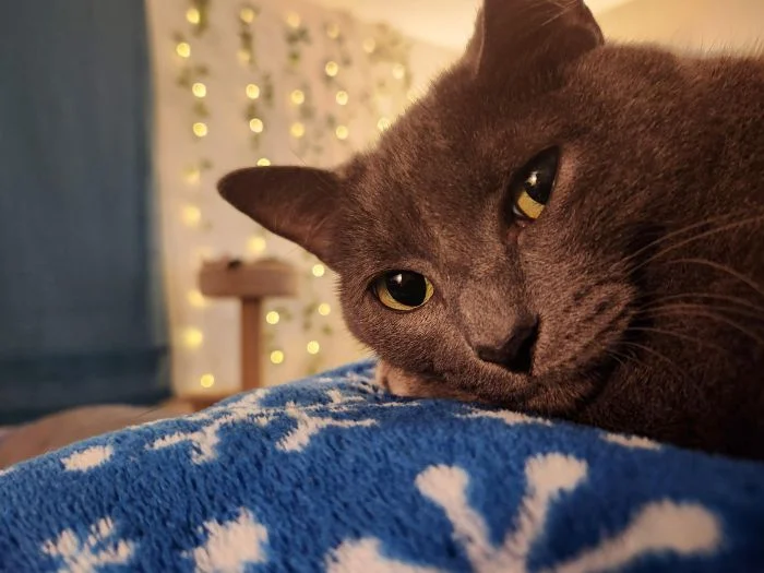 Когда котейки захватили кадр: 20 забавных и эмоциональных снимков