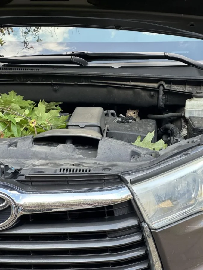 Пушистые и пернатые шалунишки