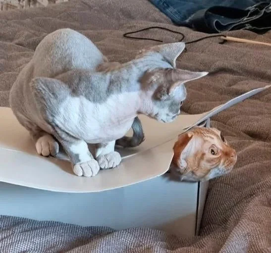 20 артистичных кошек, легко меняющих образы