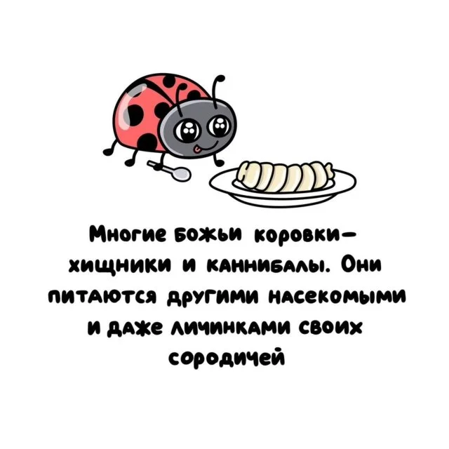 Любопытные факты