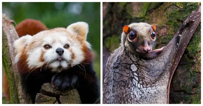 Очарование природы: 20 животных из разных стран