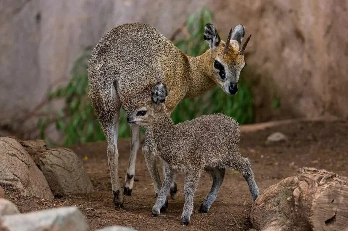 Очарование природы: 20 животных из разных стран
