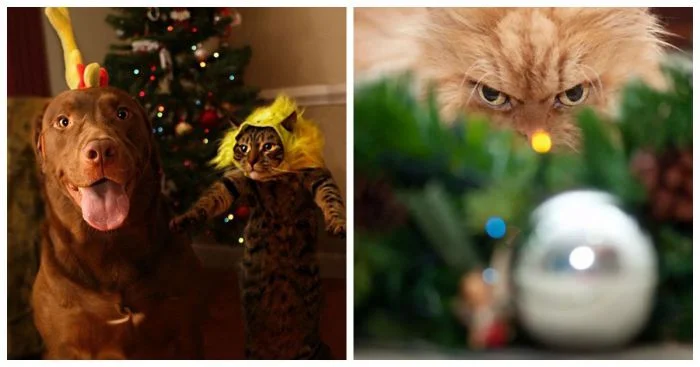 Настроение не праздничное: 25 недовольных питомцев