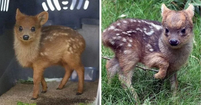 Самые миниатюрные обитатели планеты