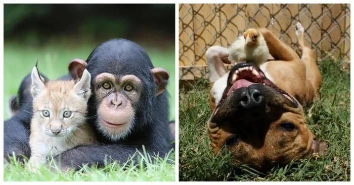 Поразительная дружба в животном мире