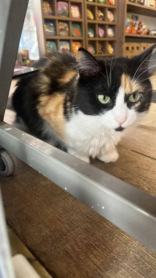 Котаны на службе спокойствия: 20+ мастеров терапии