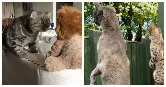 Международная премия 2024: 17 смешных фото домашних животных