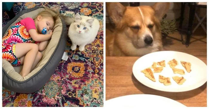 Когда хозяева удивляют: 15 необычных решений для домашних любимцев