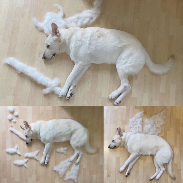 Когда хозяева удивляют: 15 необычных решений для домашних любимцев