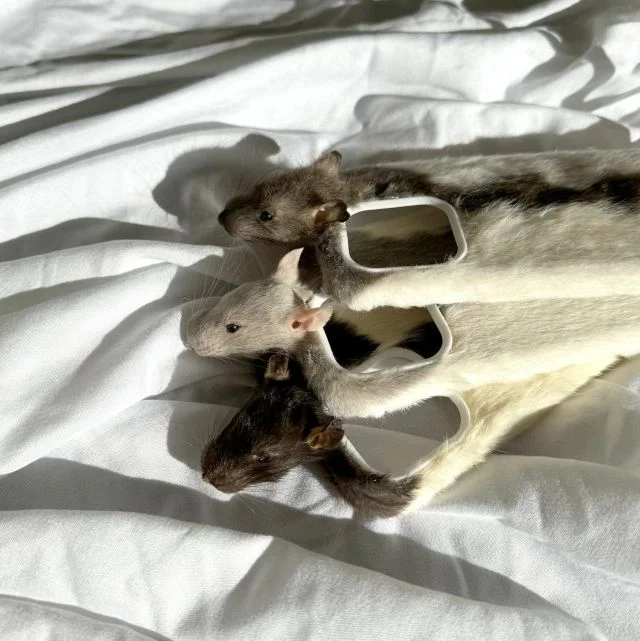 Новогодние идеи: что подарить коллеге на праздник?