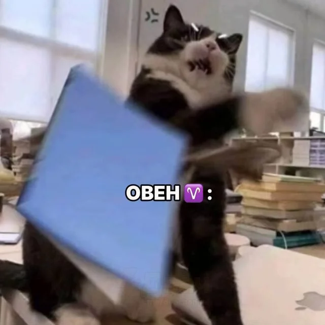 Кот и зодиак: какой пушистик соответствует вашему знаку?