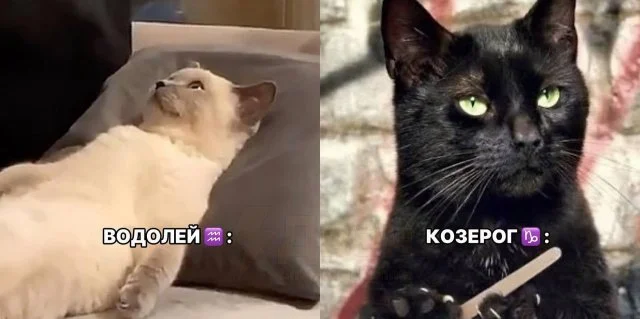 Кот и зодиак: какой пушистик соответствует вашему знаку?