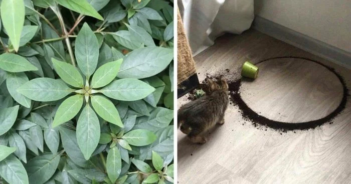 Идеальные снимки, которые порадуют любого перфекциониста