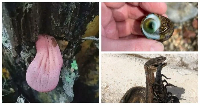 Пугающая сторона природы: 35 случаев, которые впечатляют и страшат