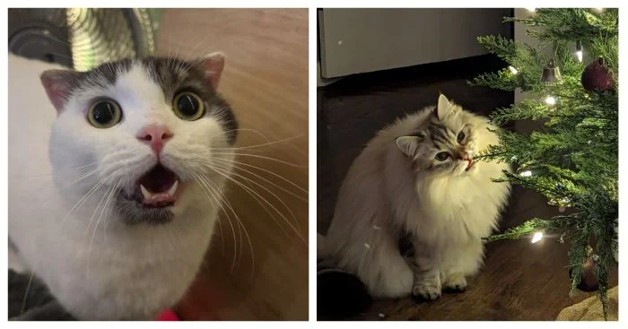 20 милых котиков, чей взгляд покорит ваше сердце